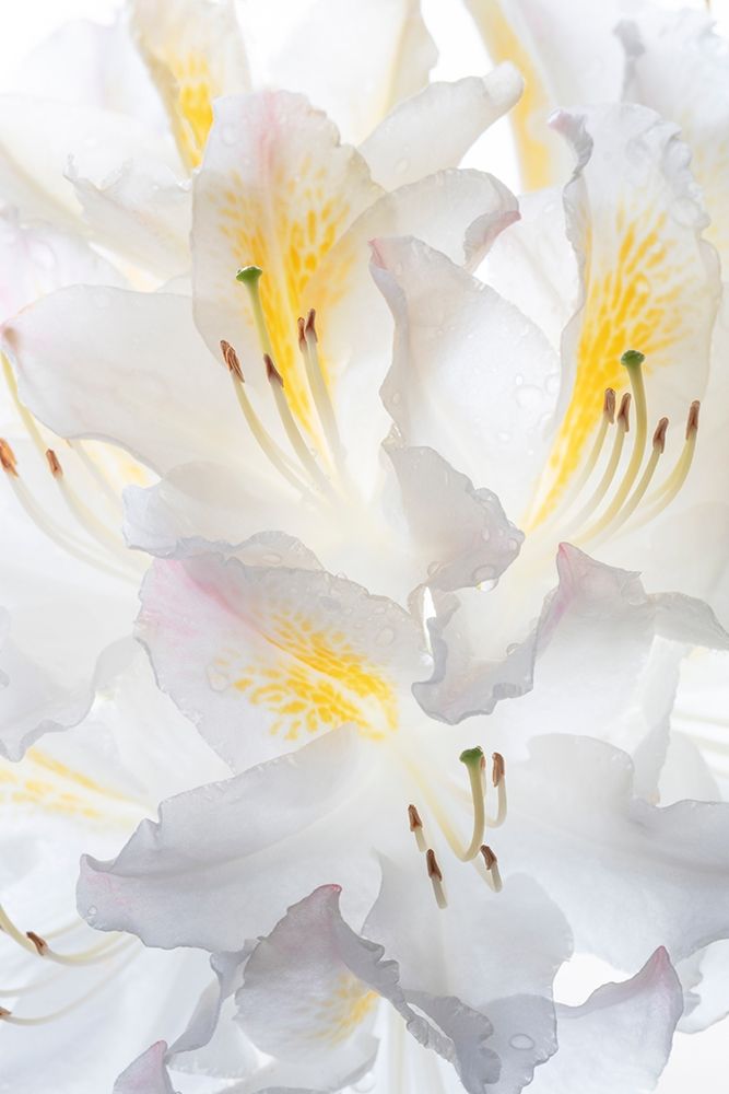 Washington State-Seabeck White Azalea #2
